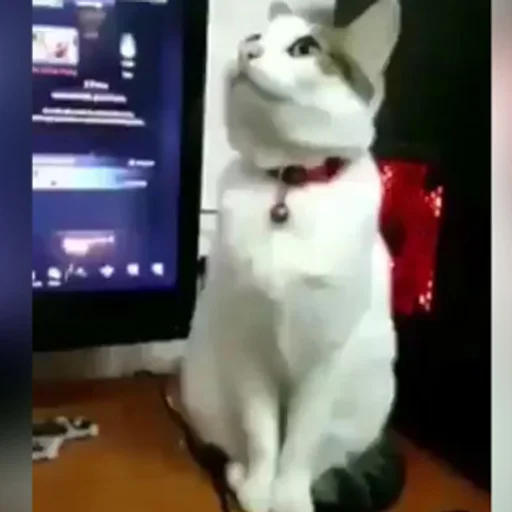 Sahibine Kusen Kedi Asla Taviz Vermedi Internet Haber