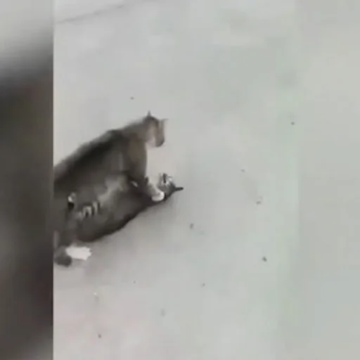 kavga eden kedileri oyle bir yontemle ayirdi ki fenomen oldu