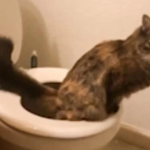 Tuvaleti Insan Gibi Kullanan Kedi Internet Haber