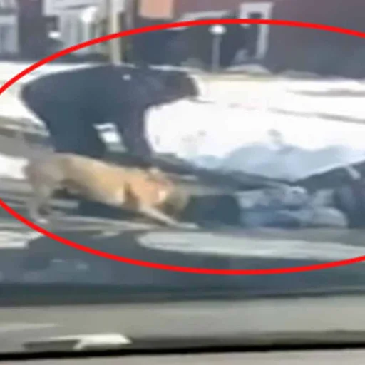 vahsi pitbull bu kez bir postaciya saldirdi
