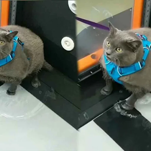 Obez Kedi Spor Yapmaktan Kacmak Icin Buldugu Yolla Viral Oldu Internet Haber
