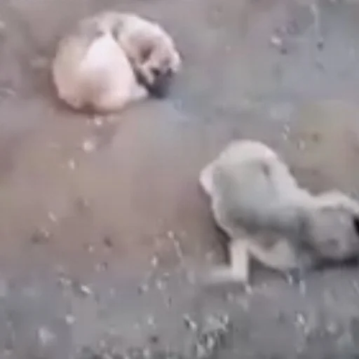 Elazig Da Katliam 6 Olu Son Dakika Haberleri