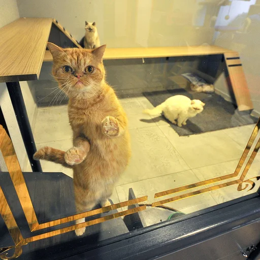 Bursa Da 5 Yildizli Kedi Ve Kopek Oteli Yilbasi Oncesi Doldu Internet Haber