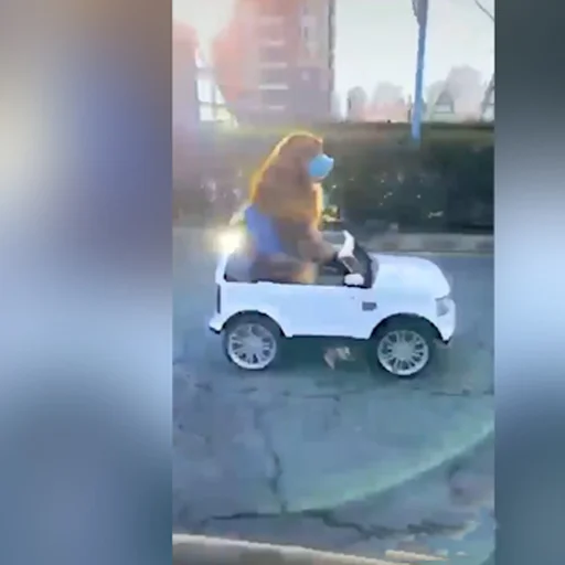 Markete Gidip Alisveris Yapan Kopegin Videosu Sosyal Medyada Viral Oldu Internet Haber