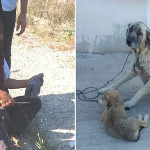 Kocaeli De Mide Bulandiran Olay Yasli Adam Kopege Tecavuz Ederken Yakalandi Internet Haber