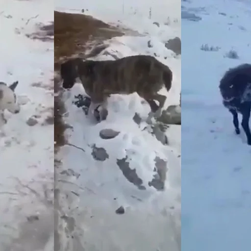 kazakistan da hayvanlar yururken dondu eksi 51 derecede dehsete dusuren goruntuler internet haber