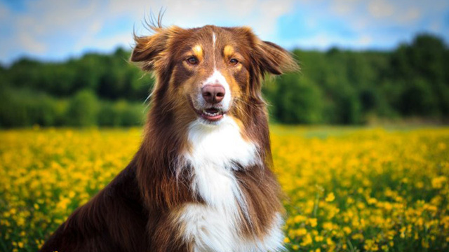 Köpekler sakallı erkeklerden daha temiz çıktı