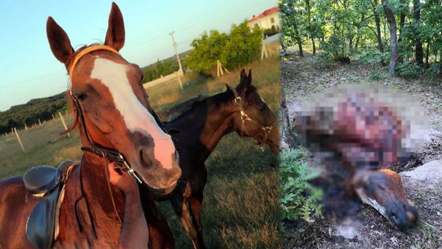 Böyle vahşet olmaz! İngiliz yarış atını çalıp parçaladılar