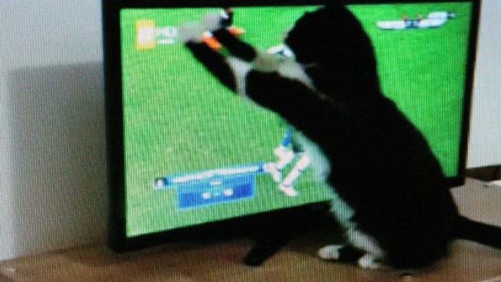 Kedi Feyyaz In Derbi Heyecani Internet Haber