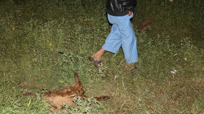 Adana'da sokak köpekleri keçi sürüsüne saldırdı