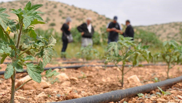 Organik tarıma büyük destek! GAP Organik Tarım Küme Projesi