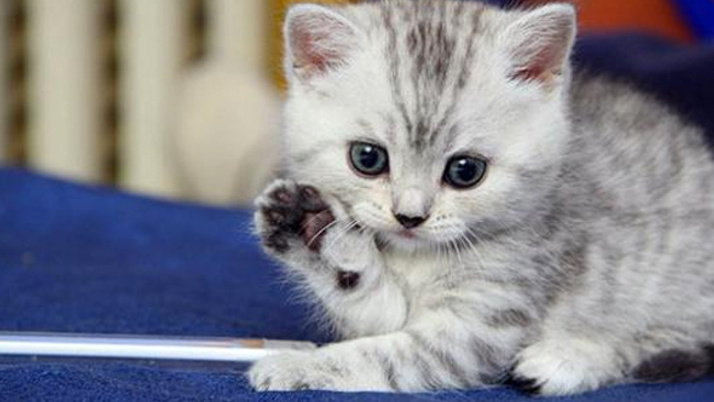 Bursa'da kedi tedavi merkezi açılacak