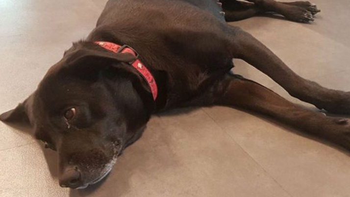 Köpeğine iyi bakmayan turist gözaltına alındı!