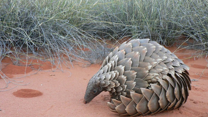 Çin'de 130 pangolin yetersiz bakımdan öldü