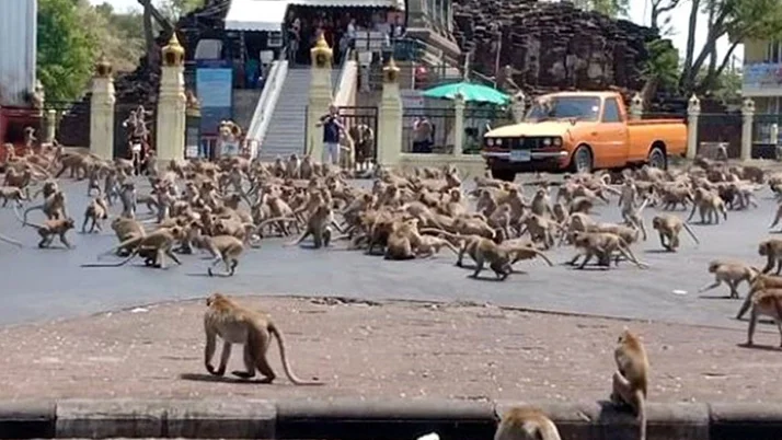 Tayland'da şoke eden görüntüler! Maymunlar istila etti.. ile ilgili görsel sonucu