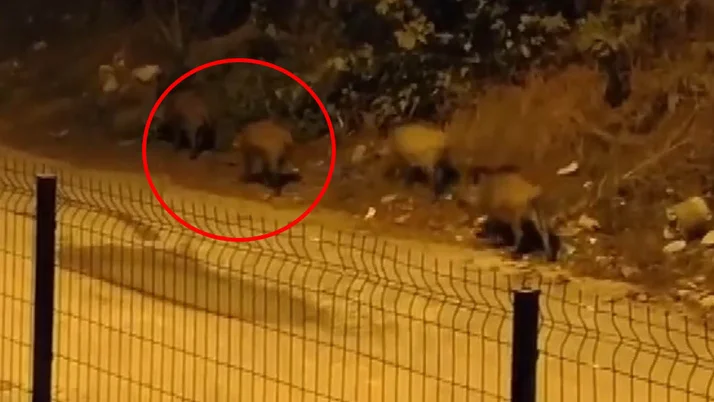 Bursa'da mahalleye indiler kaçmadılar! Görenler şaşkına döndü