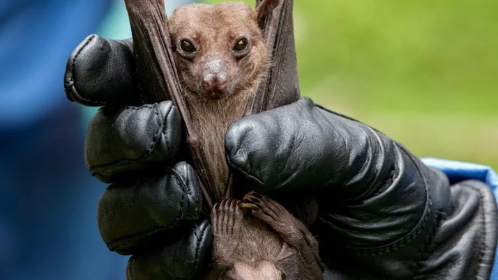 Yeni tip koronavirüsün Hindistan'dan gelen pangolinler aracılığıyla bulaştığı iddiası