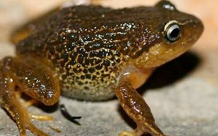 Kolombiya'da sarı kaşlı kurbağa türü keşfedildi