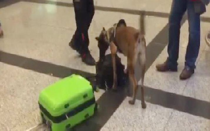 Alman yolculara havalimanında köpekli arama