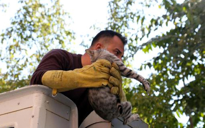 Edirne'de ağaçta kalan kediyi itfaiye ekipleri kurtardı