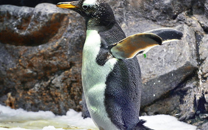 Karlı yollarda yürüyüşte penguen taktiği 