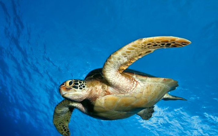 Deniz kaplumbağasının midesinden çıkanlara bakın