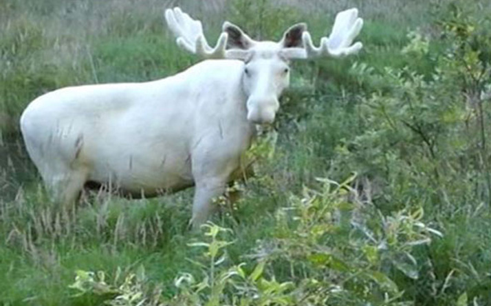 İsveç'te eşi benzeri bulunmayan beyaz geyik görüntülendi