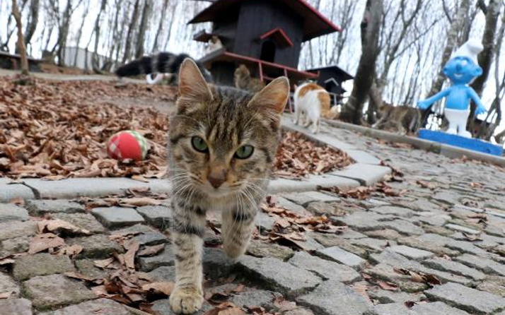 Samsun'da kedilere özel kasaba var nüfusu da gittikçe artıyor