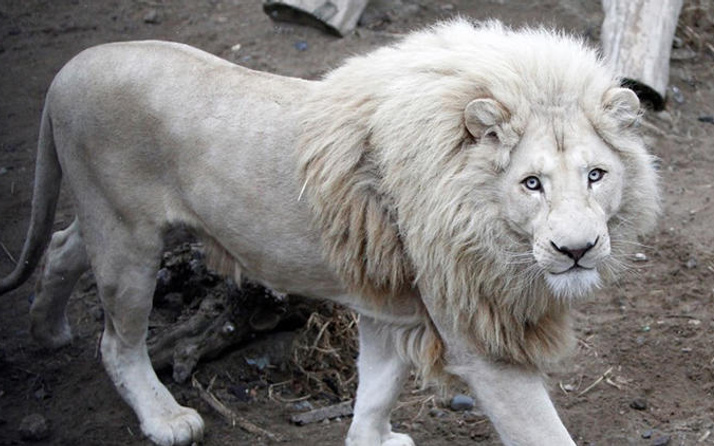 Beyaz aslan ülkeyi karıştırdı: Ünlü isimden tepki!