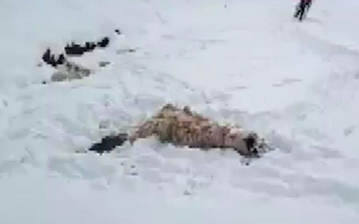 Aç kalan kurtlar koyun sürüsüne saldırdı!