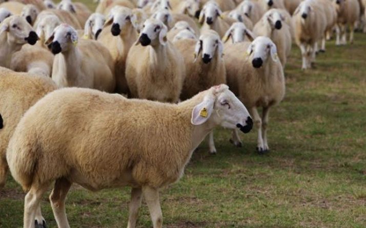 300 koyun dağıtımı ne zaman 500 bin damızlık yola çıktı