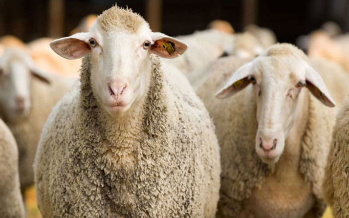 300 koyun alma şartlarına güncelleme Tarım Bakanlığı son haberi verdi 