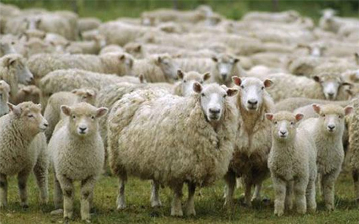 300 koyun projesinde yeni hamle son TİGEM başvuru şartları neler?