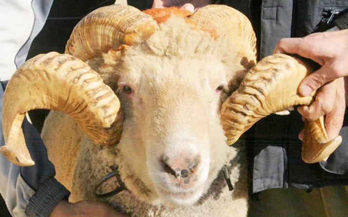300 koyun alma başvurusu TİGEM kayıt için son saatler