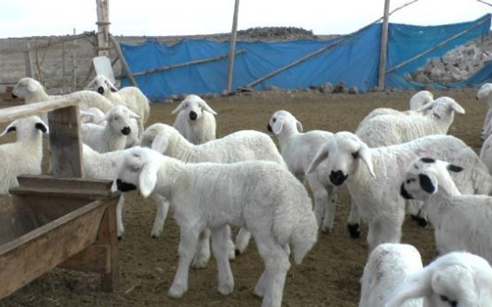 300 koyun dağıtımı için bakan net tarih verdi işte o tarih!