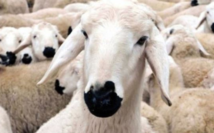 300 koyun dağıtımında yeni şartlar Bakan Fakıbaba açıkladı