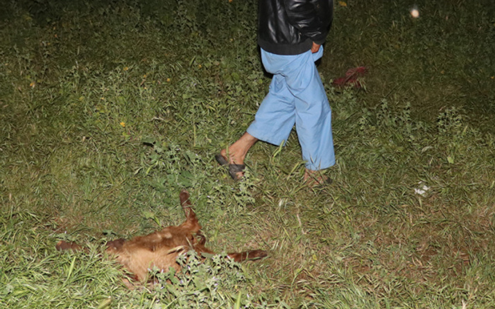 Adana'da sokak köpekleri keçi sürüsüne saldırdı