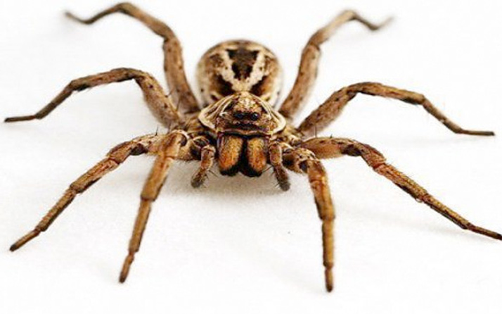 'Et yiyen örümcek' iddiası için açıklama Haber