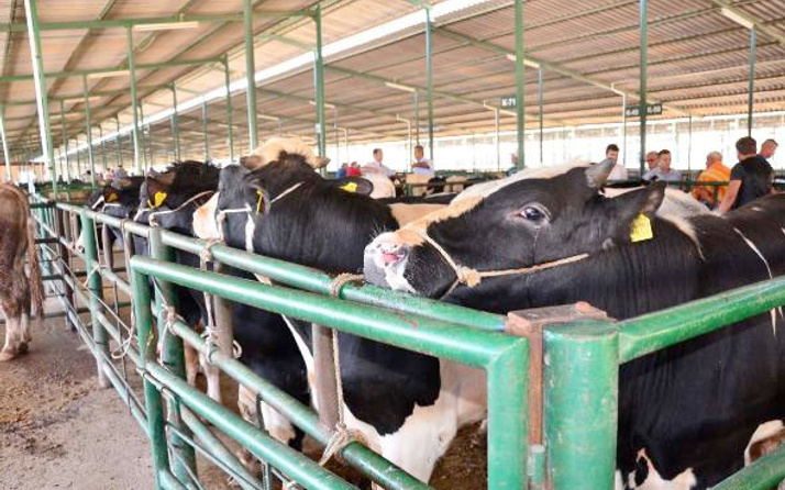 Kurban bayramı ne zaman hangi güne denk geliyor tatil açıklaması