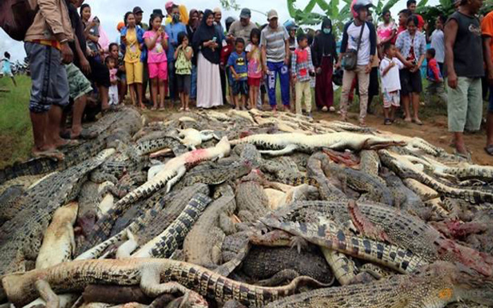Endonezya'da katliam! 292 timsah öldürüldü