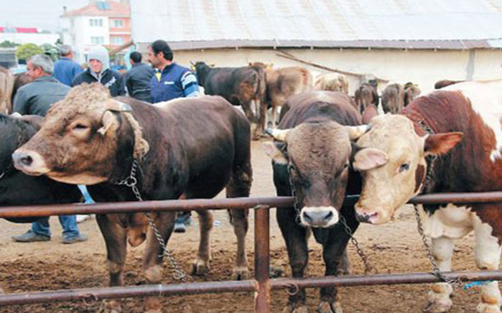 Carrefour büyükbaş fiyatları 2018 Carrefour kurbanlık fiyat listesi