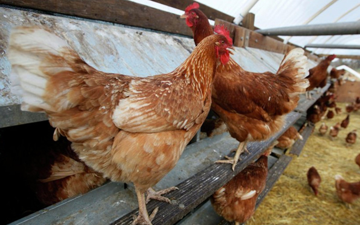 Genetikleri değiştirilen tavukların yumurtası kansere şifa olacak