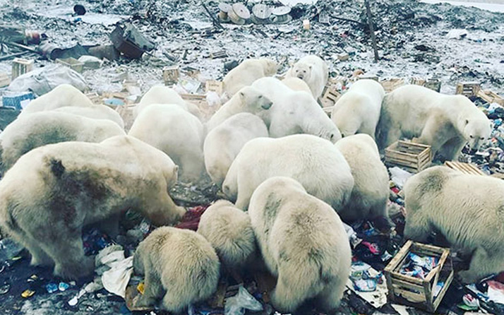 Kutup ayıları şehre indi acil durum ilan edildi