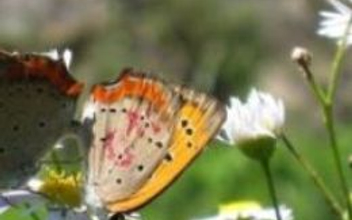 Dişi kelebeklerin kanatlarındaki seks mesajı
