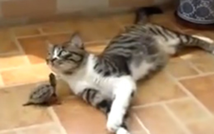 Kaplumbağa kediyi canından bezdiriyor (video)