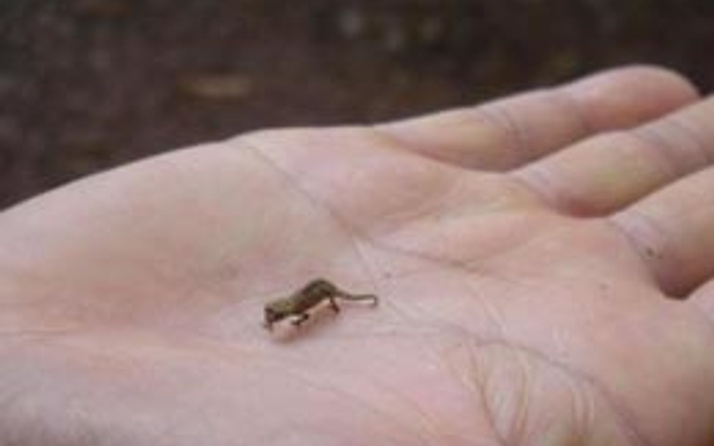 İşte dünyanın en küçük bukalemunu