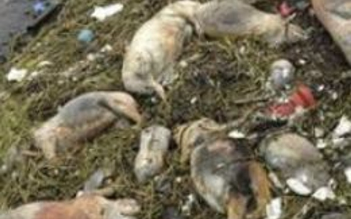 Çin: Nehirde domuzdan sonra şimdi de ördek leşi