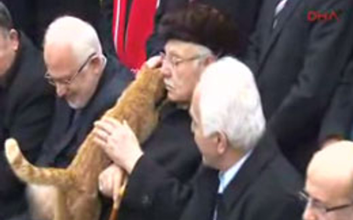 Erbakan'ı anma töreninde kedi sürprizi
