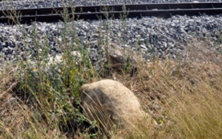 Tren 74 koyunu ve çobanı öldürdü!