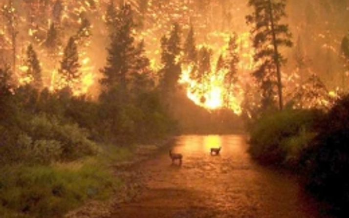 İtfaiyenin 'gönüllü' üyesi orman yaktı